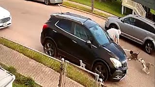 Dogs euthanized after attacking man in Galveston