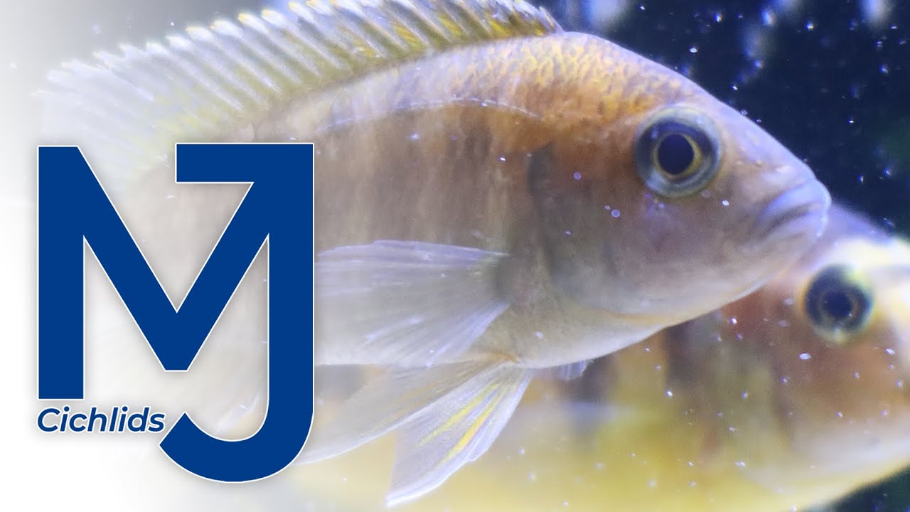 The MJ Cichlids Story (2022)