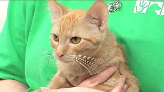 Great adoption specials for cats