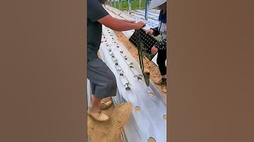 The process of planting tomato seedlings; good tools can improve work efficiency.