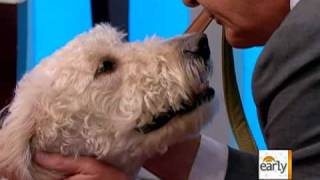 Celebrating Magnificent Mutts