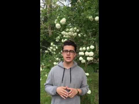Video: Información de bolas de nieve japonesas: cómo plantar un árbol de bolas de nieve japonesas