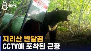 소식 끊겼던 지리산 반달곰들…CCTV에 포착된 근황 / SBS