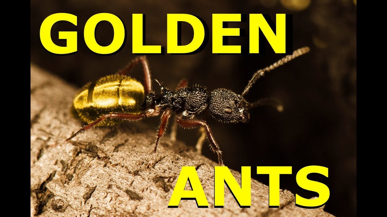 2_golden_histories_antsA_small, 2. The Gold-Digging Ants of…