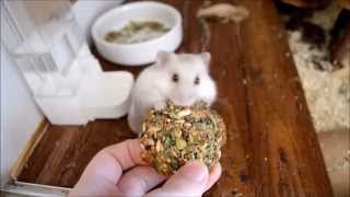Opium hamster de campbell mange un cookie