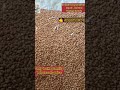 Sesbenia grandiflora , Hadga , Agati , Avisha Seeds 📞Contact: 9226183731 ,only bulk seeds #trending