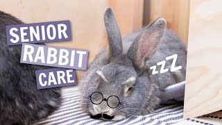 Senior Rabbit Care by 101Rabbits 9,786 views 2 years ago 14 minutes, 40 seconds