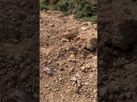 صيد بلطي دباشي