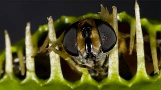 Carnivorous Plants | North Carolina, Naturally