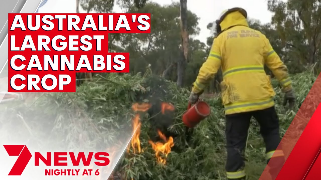 Australia's largest ever cannabis crop found near Coonabarabran | 7NEWS