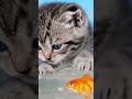 Kitties and slime #shorts