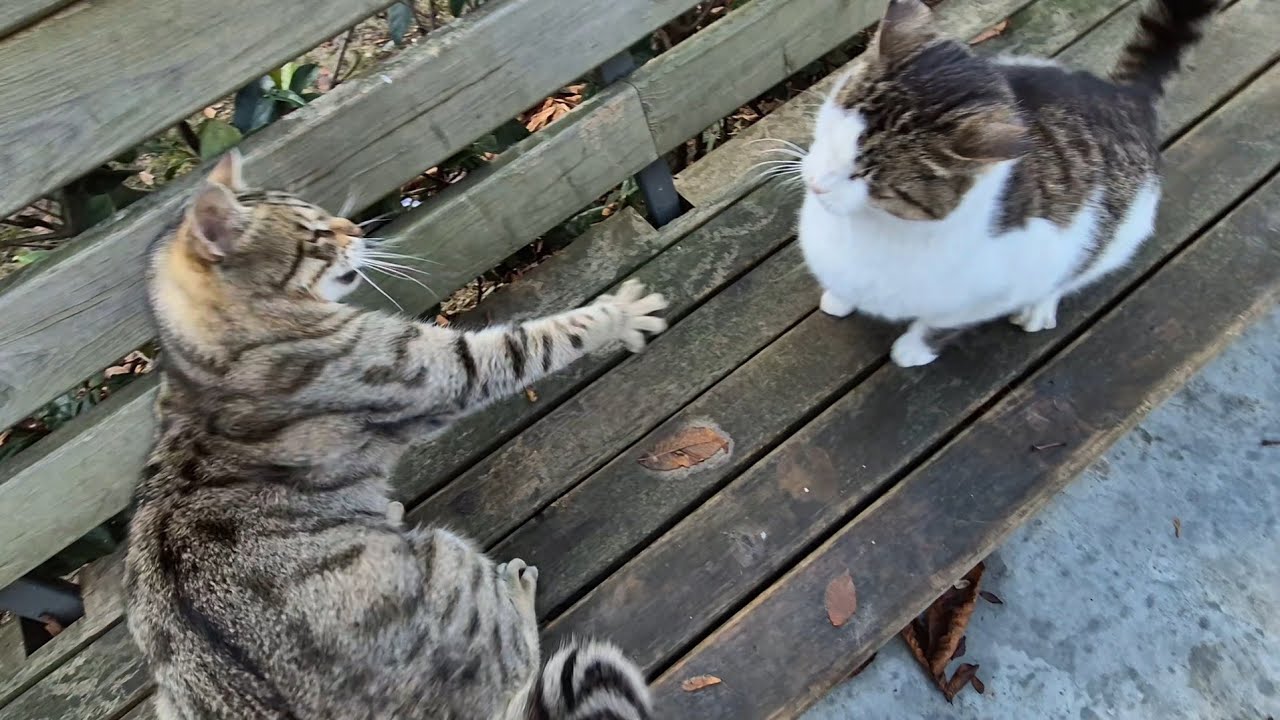 Stray cats that never get along and keep fighting.