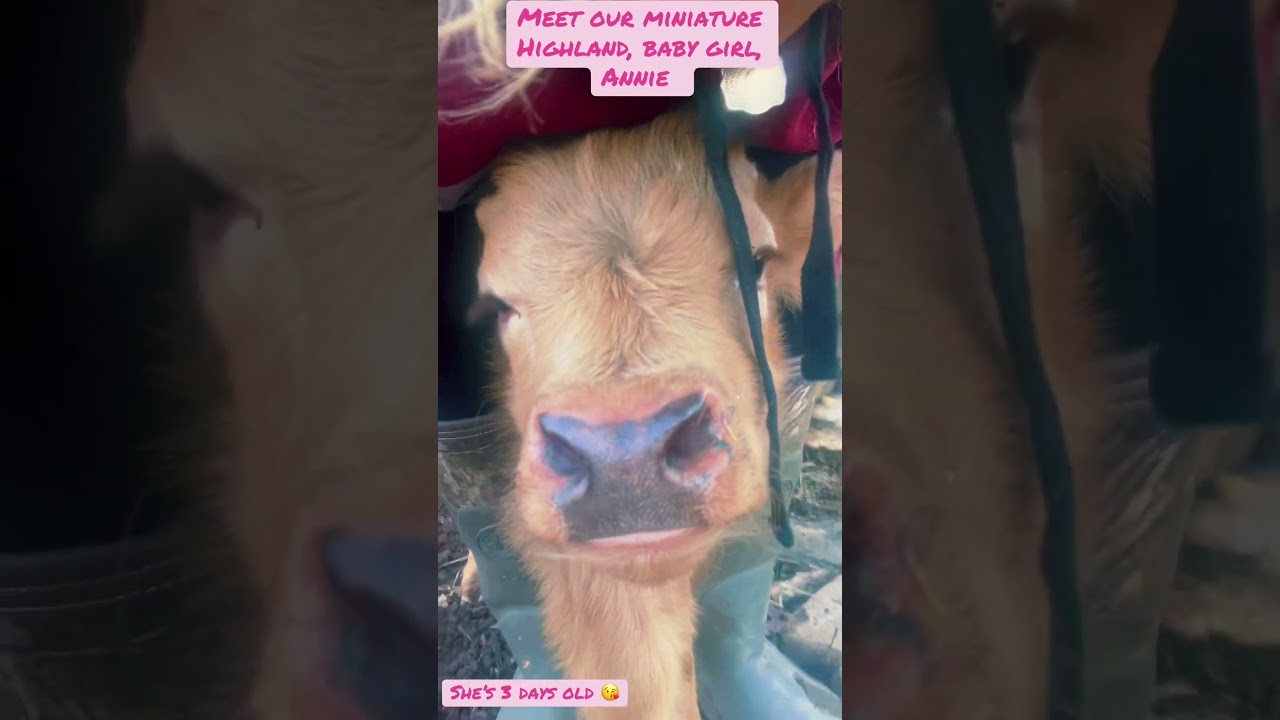 Meet our newest mini Highland, Annie ❤️😍 