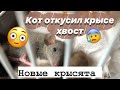 КОТ ОТКУСИЛ КРЫСЕ ХВОСТ😱|| купила крыс. новые питомцы