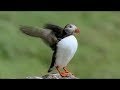 Las Alas de la Naturaleza  -03-  Las Aves Marinas - 2002 - Documental  720p