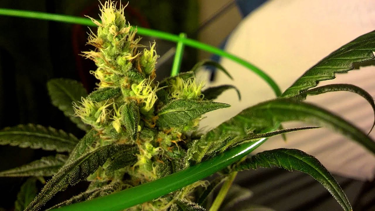 AK47 GaNjA GrOw - 7 weeks into flower