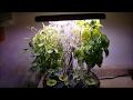 Opening and Demonstration of the Miracle Grow Hydroponic Grow System