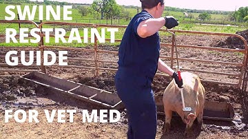 Swine Restraint Tools for the Veterinary Technician