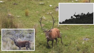 Hunting NZ’s Wild Reds | Roaring Action 