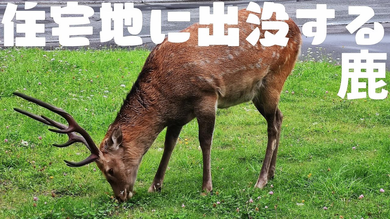Deer appearing in residential areas of Wakkanai! #Hokkaido #Deer