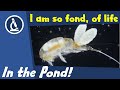 🔬 036 - Pond water under the microscope |  Citizen Science