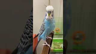 Желает Хорошего Дня