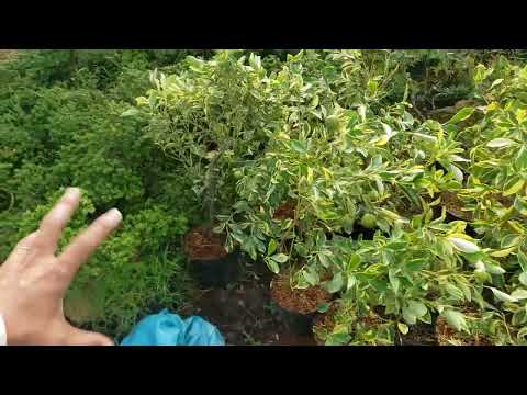 Video Hạnh Cẩm Thạch Đột Biến ☎️0933368532... - youtube