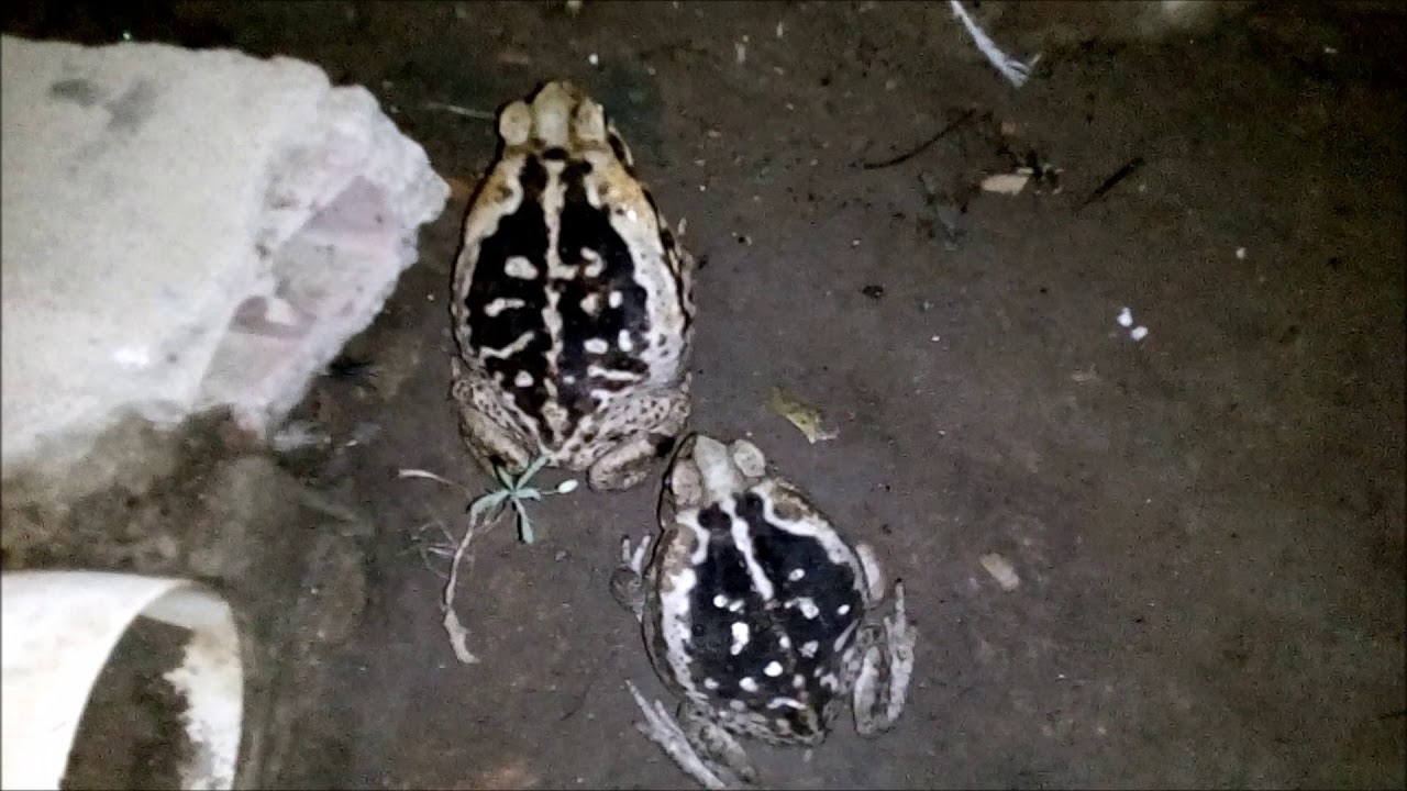 Que Estrutura Ajuda O Sapo Cururu Se Locomove