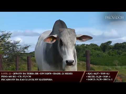 LOTE 21   EPCO 2870
