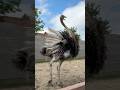 Female Ostrich Dance 💃🐦