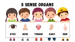 5 sense organs fun to play