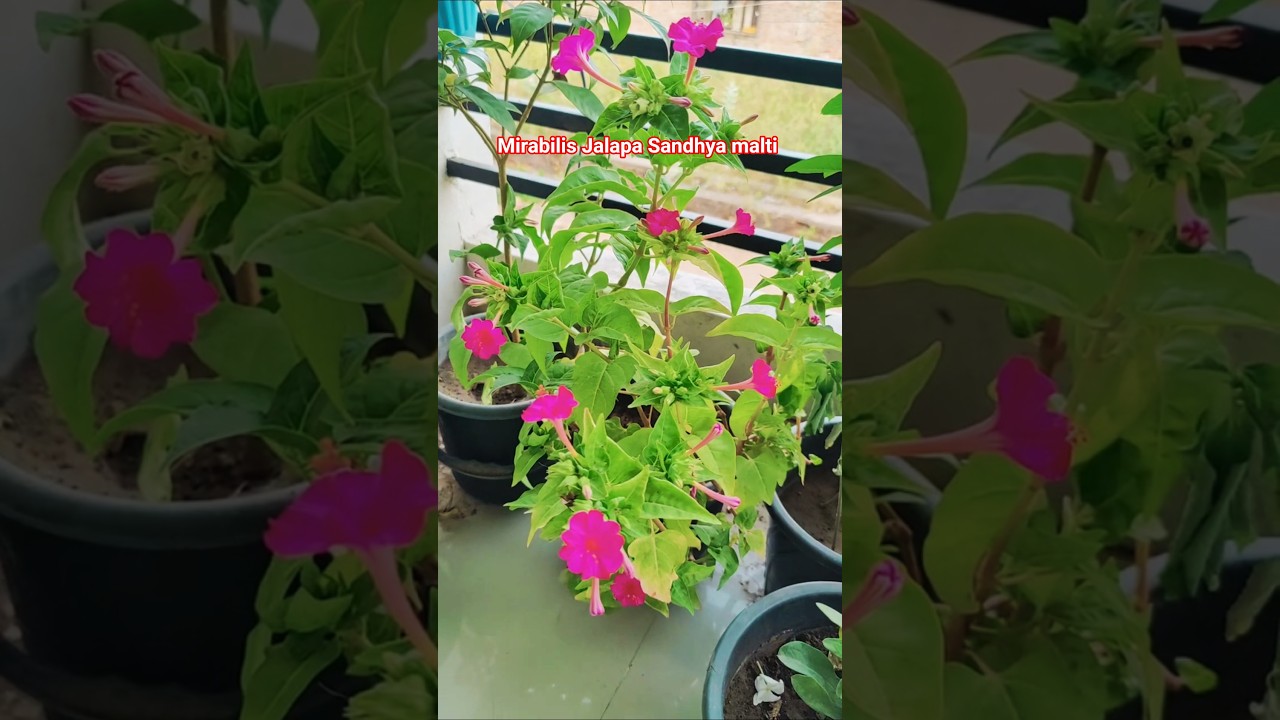 "Mirabilis Jalapa 🌸 4 O’clock Flower blooming magic in my garden! 