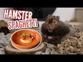 Making my Hamster Spaghetti 🍝