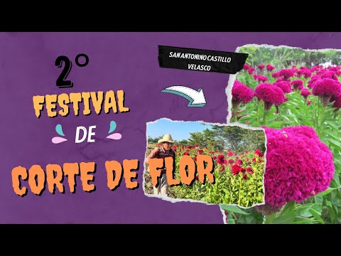 2° Festival Del Corte De La Flor De Muerto En San Antonino Castillo Velasco, Oaxaca