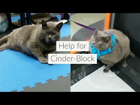 Do this if you have a cement block. [Updated Guide]