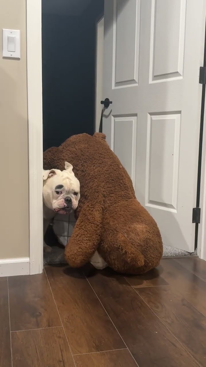 Bulldog Loves His Giant Teddy Bear || ViralHog