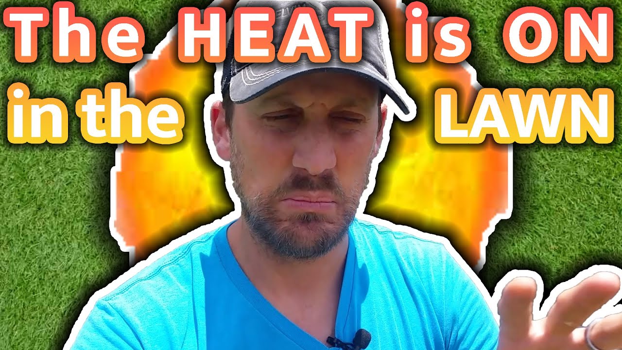 Summer Lawn Care Tips // What I Do During Hot, Dry Drought Conditions ...