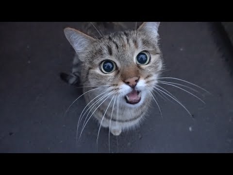 cute-cat-is-saying-something-to-me