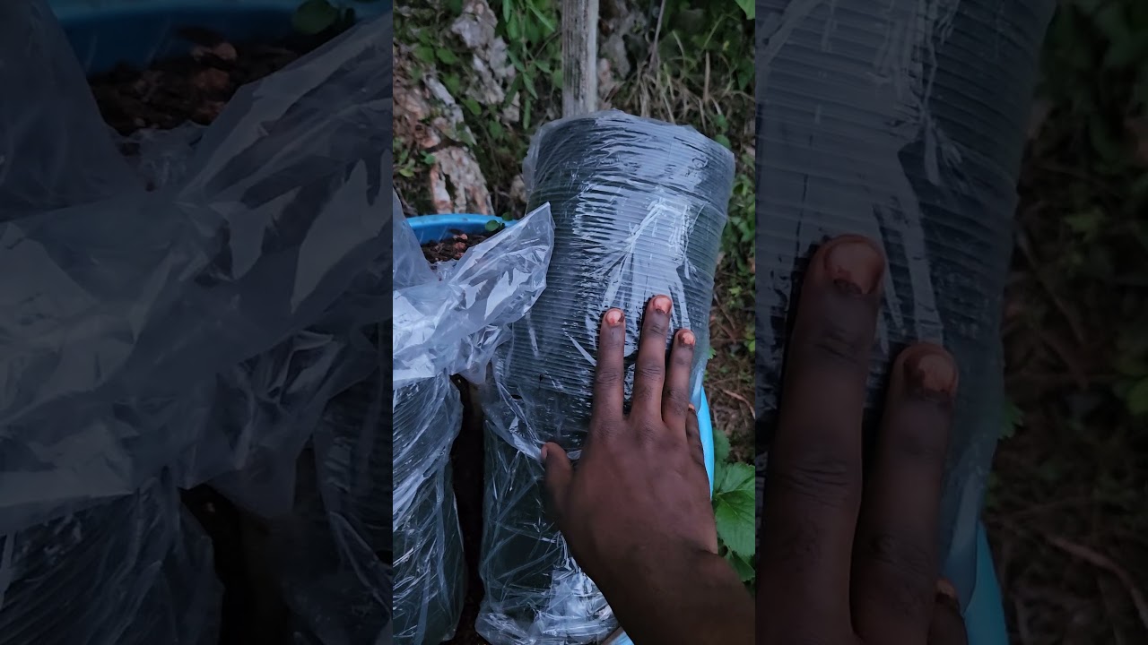 Клубничная ферма на заднем дворе