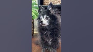 Thumbnail of Big Stretch - ORIGINAL 🐕 (Puppy Songs) #cutedog #dogs