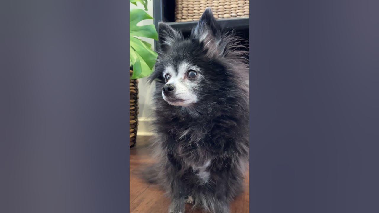 Big Stretch - ORIGINAL 🐕 (Puppy Songs) #cutedog #dogs