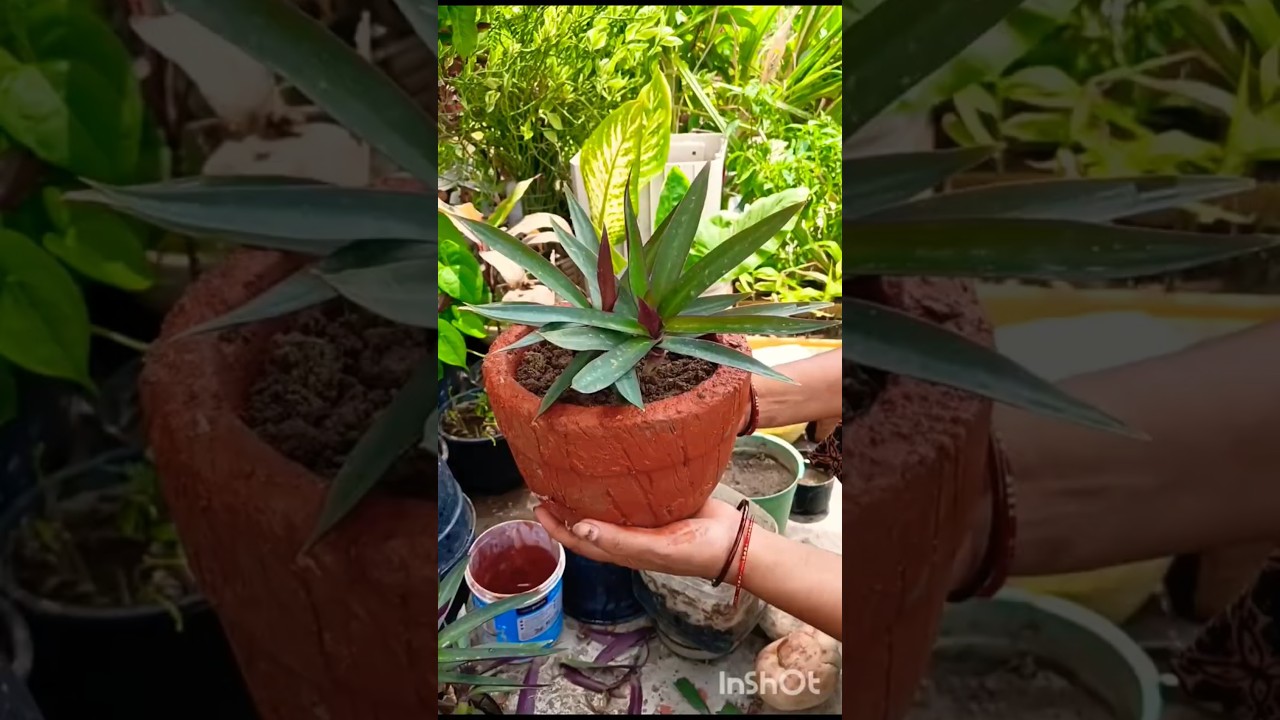घर में बनाएं गमले में लगाया पौधा #gardening #plants #diygarden #diycraft #viral