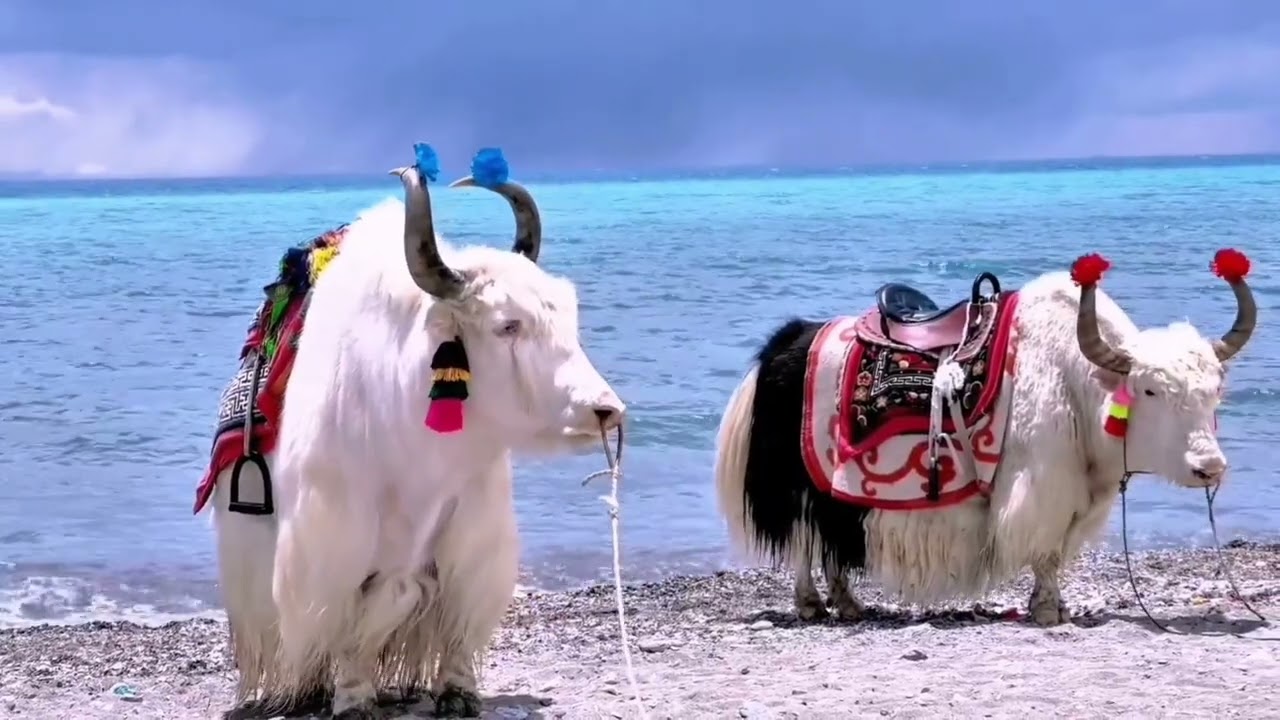 Aerial Journey Over the Tibetan Plateau | Nomadic Life, Yaks, and Vast Highland Beauty