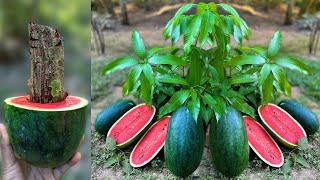 How To Grow Mango with Watermelon Trees From Mango and Watermelon Fruit Using Aloe Vera