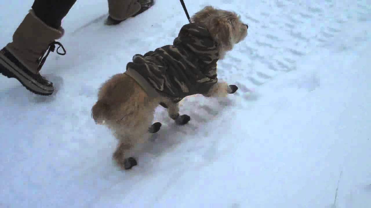 Làm thế nào để chọn đôi tất cho chó dễ thương để bảo vệ chân khi đi trên tuyết?