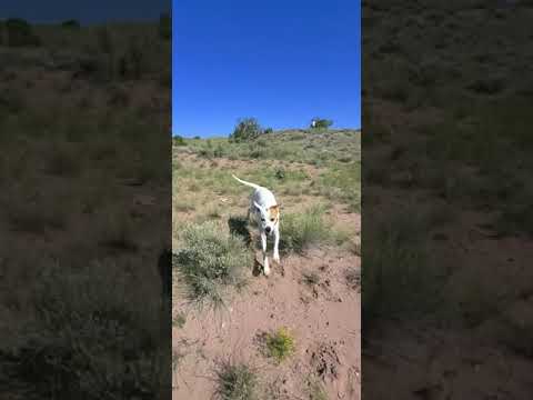 Penny running in the Desert