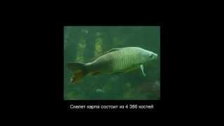 Интересные факты (выпуск 7)
