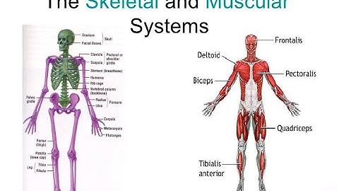 Class 5 (CBSE) | Science | Chapter 03 - Skeletal and muscular system (part II)