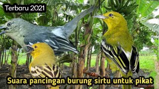 Suara burung sirtu ribut cocok untuk pikat||mp3