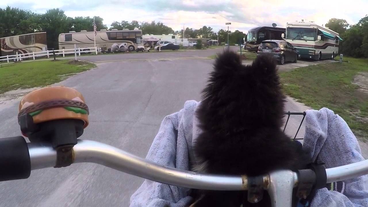 RVing with Dogs